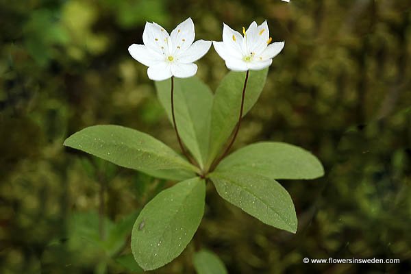 Trientalis europaea