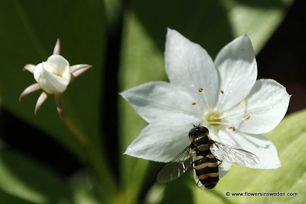 Sweden, Nature, Travel, Wildflowers