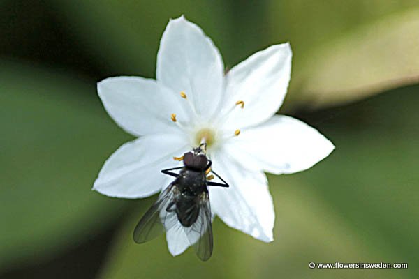 Flowers in Sweden