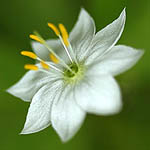 White flowers in Sweden