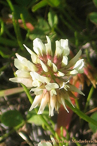 Vilda blommor i Sverige, Hammarstrand Camping