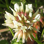 Trifolium hybridum - Wildflowers, Sweden