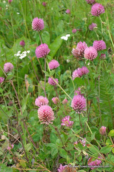 vilda blommor i Sverige