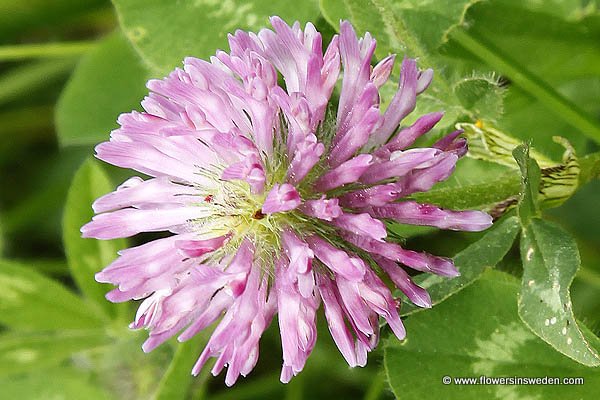 Swedish Wildflowers, Nature, Botany