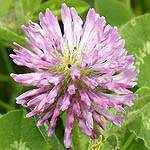 Trifolium medium - Wildflowers, Sweden