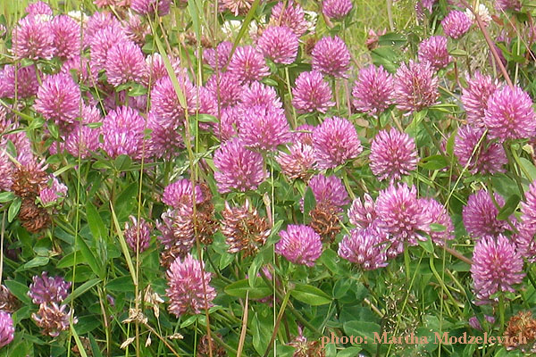 Flowers in Sweden, Jamtland, Ragunda, Hammarstrand, Vilda blommor i Sverige