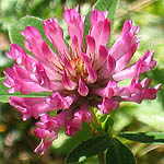 Trifolium pratense - Wildflowers, Sweden