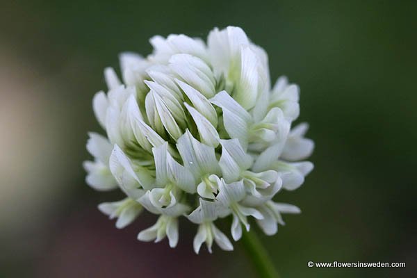 Flowers of Sweden