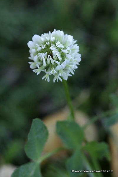 Vilda blommor i Sverige