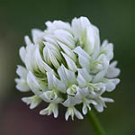 Trifolium repens - Wildflowers, Sweden