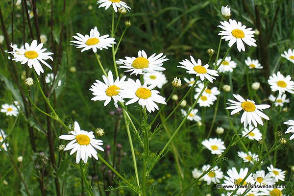 Bloemen in Zweden, Natuur, Reizen