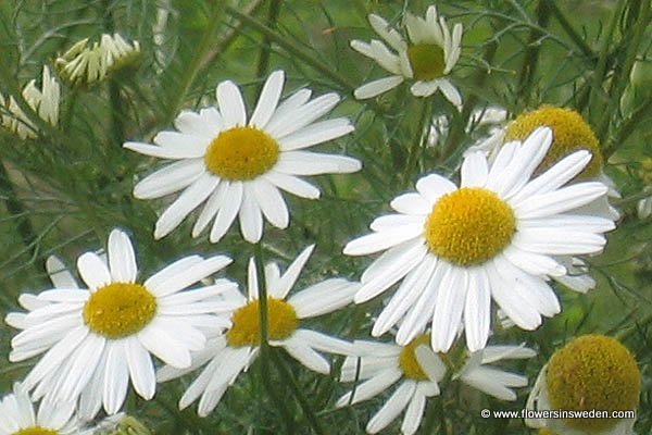 Sweden, Botany, Flora