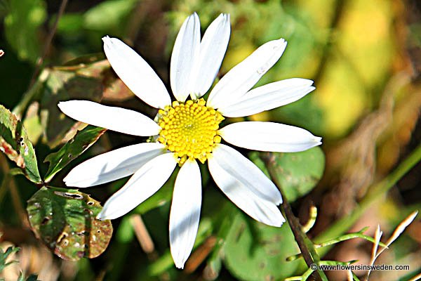 Zweden Bloemen Natuur