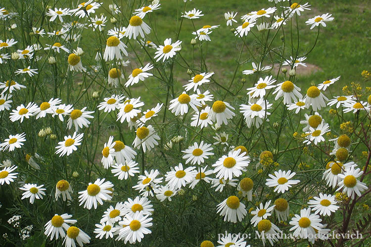 Flowers in Sweden