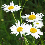 Trifolium repens - Wildflowers, Sweden