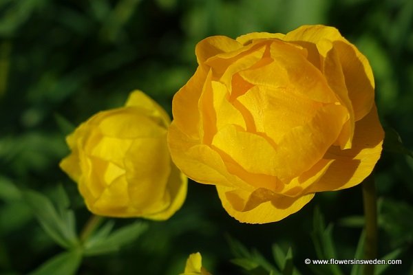 Sweden Flowers,Trollius europaeus, Smörboll, Trollblume , Europese trollius, Globeflower