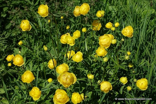 Trollius europaeus, Smörboll, Trollblume , Europese trollius, Globeflower