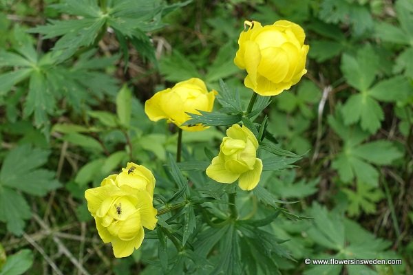 Trollius europaeus, Smörboll, Trollblume , Europese trollius, Globeflower