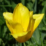 Tulipa sylvestris - Wildflowers, Sweden