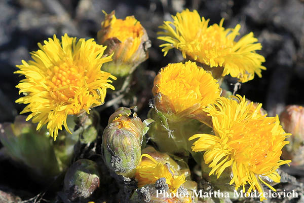 Vilda blommor i Sverige, Flowers, Sweden, Ragunda