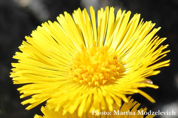 Swedish wildflowers