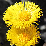 Tussilago farfara - Wildflowers, Sweden