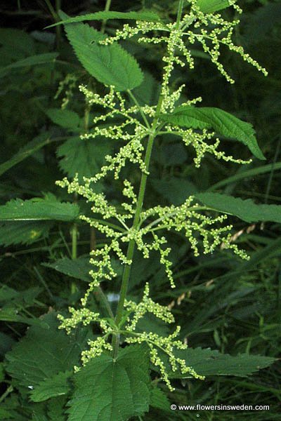 Urtica dioica, Brännässla, Große Brennnessel, Grote brandnetel, Common Nettle