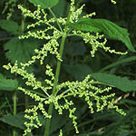 Urtica dioica, Brännässla, Große Brennnessel, Grote brandnetel, Common Nettle - Flowers, Sweden, Flora