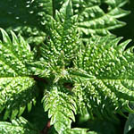 Urtica urens, SE: Etternässla, DE: Kleine Brennnessel, Eiternessel, NL: Kleine brandnetel,UK: Small nettle, Dwarf stinger, Dog nettle 