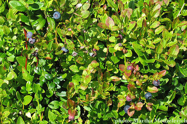 flowers in Sweden