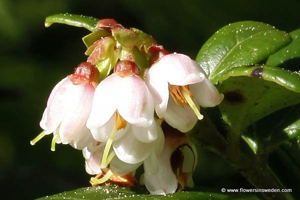 Vilda blommor i Sverige - Flowers in Sweden, Jamtland, Ragunda, Hammarstrand