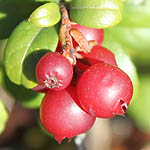 Vaccinium vitis-idaea - Flowers, Sweden, Flora