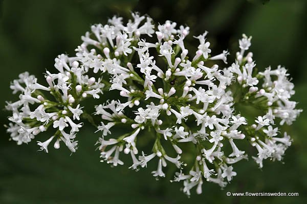 Travel Sweden Outdoors Wildflowers Nature