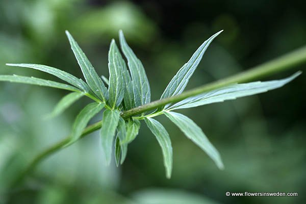 Flora of Sweden online, Native plants, Sverige