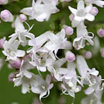 Valeriana sambucifolia - Flowers, Sweden, Flora