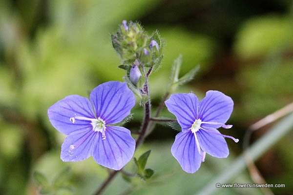 Wildflowers, Sweden, Travel, Destination, Nature