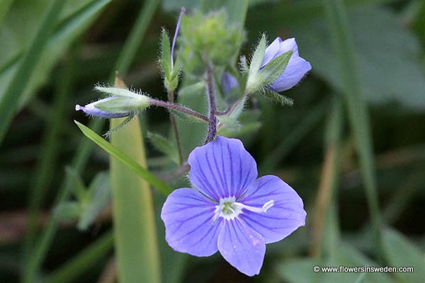 Zweden, bloemen, natuur, reizen