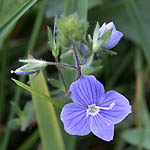 Veronica beccabunga - Flowers, Sweden, Flora