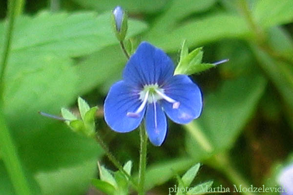 Vilda blommor i Sverige, Flowers of Sweden, Hammarstrand, Ragunda, Jamtland