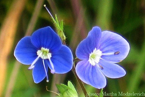 Vilda blommor i Sverige