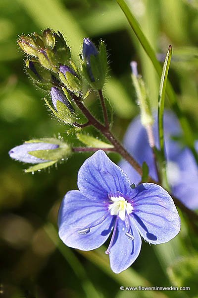 Sweden, Nature, Botany