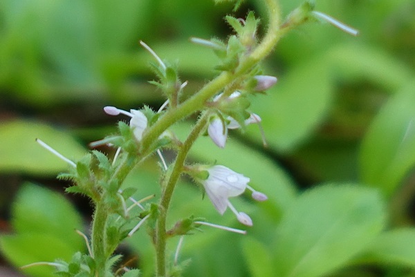 Sweden Flowers, Veronica officinalis, Ärenpris, Echte Ehrenpreis, Wald-Ehrenpreis, Mannetjesereprijs, Heath speedwell, Common speedwell, Common gypsyweed, Paul's betony