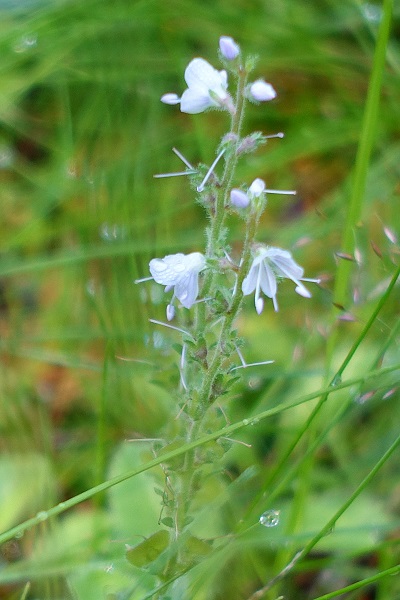 Veronica officinalis, Ärenpris, Echte Ehrenpreis, Wald-Ehrenpreis, Mannetjesereprijs, Heath speedwell, Common speedwell, Common gypsyweed, Paul's betony