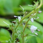 Veronica officinalis - Flowers, Sweden, Flora