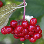 Viburnum opulus - Flowers, Sweden, Flora