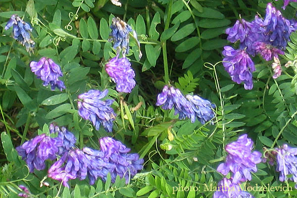 Vilda blommor i Sverige - Sweden wild flowers, Hammarstrand Ragunda Jamtland