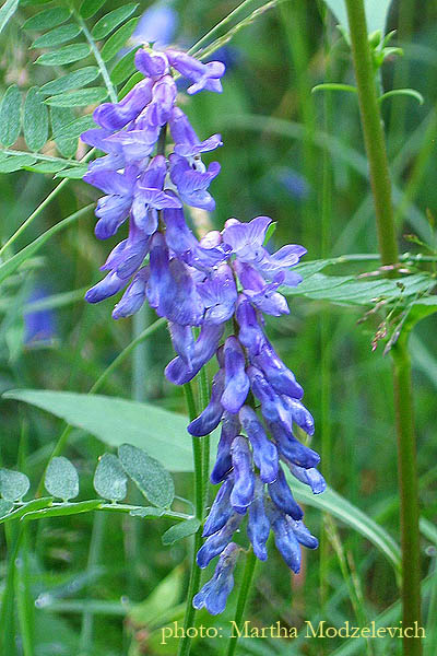 Flowers in Sweden, Wildflowers, Botany