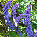 Vicia cracca - Flowers, Sweden, Flora