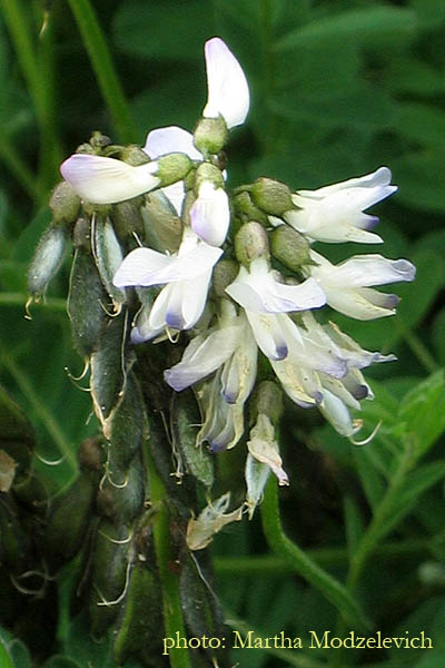 Vilda blommor i Sverige, Hammarstrand, Ragunda, Jamtland, Sweden, Zweden