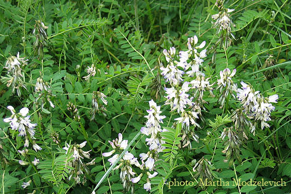 Vicia hirsuta, Duvvicker, Behaarte Wicke, Ringelwikke, Hairy Tare